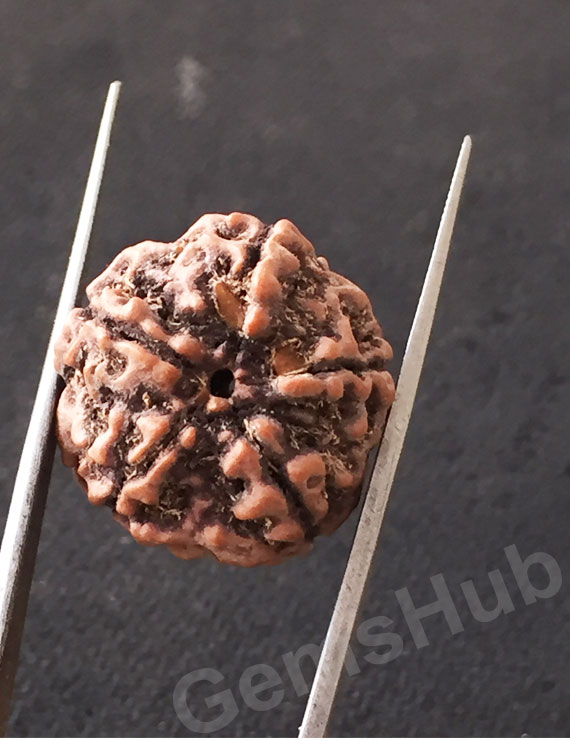 5 Mukhi Natural Certified Rudraksha Size- 20.5 mm Premium